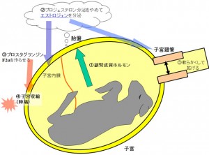 kirino_20071017 kirino_20071017