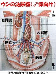 ikeda_20120330