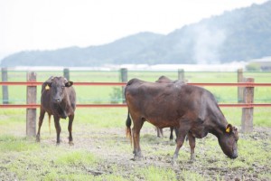 おいしい牛肉を求めて、三方よしの取り組み（３）