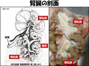 ikeda_20120427