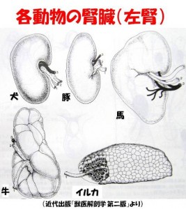 ikeda_20120406 ikeda_20120406