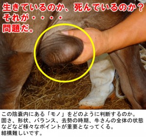 hasu_274 hasu_274