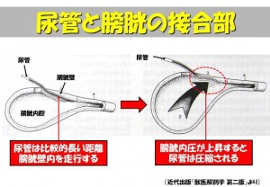 ikeda_20120511 ikeda_20120511