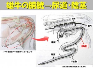 ikeda_20120608