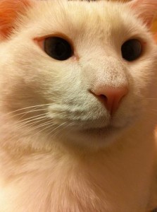 guest_20120626