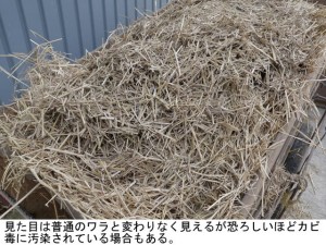 hasu_280