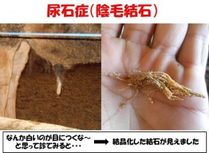 ikeda_20120713 ikeda_20120713