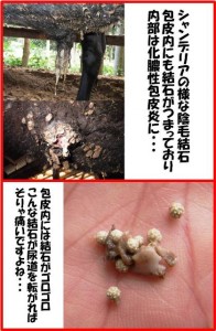 ikeda_20120727 ikeda_20120727