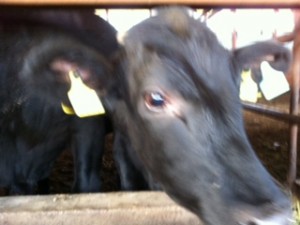 guest_20120703