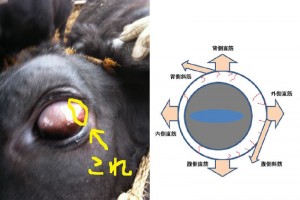 guest_20120710