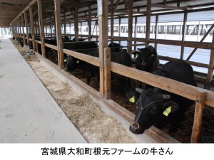 宮城県大和町根元ファームの牛さん