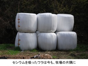 セシウムを吸ったワラは今も、牧場の片隅に