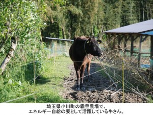 埼玉県小川町の霜里農場で、エネルギー自給の要として活躍している牛さん。