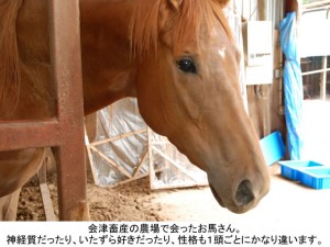 会津畜産の農場で会ったお馬さん。神経質だったり、いたずら好きだったり、性格も１頭ごとにかなり違います。