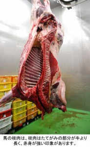 馬の枝肉は、枝肉はたてがみの部分が牛より長く、赤身が強い印象があります。