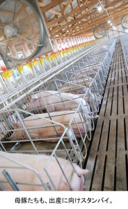 母豚たちも、出産に向けスタンバイ。