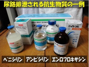 休題　―薬剤の体外排泄―