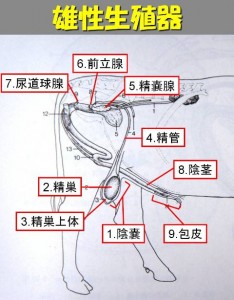 牛の解剖108：雄性生殖器（1）