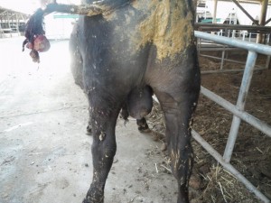 牛の解剖109：雄性生殖器（2）_01