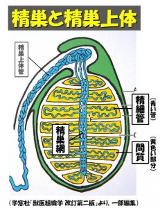 牛の解剖111：雄性生殖器（4）