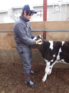 boss_20130422 子牛をちょっとつかまえるときに