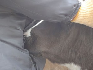 boss_20130422_02 子牛をちょっとつかまえるときに