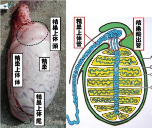 牛の解剖112：雄性生殖器（5）