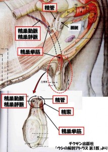 牛の解剖113：雄性生殖器（6）