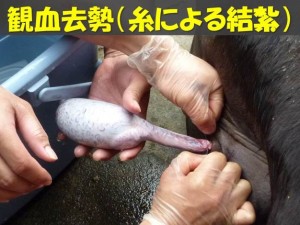 休題　―去勢あれこれ（1）―