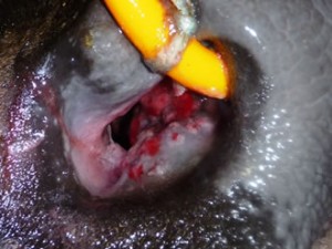 fushimi_235_02 NO.235:牛の病気―頭部―(10)