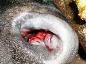 fushimi_235_03 NO.235:牛の病気―頭部―(10)