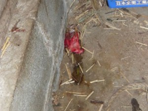fushimi_235_06 NO.235:牛の病気―頭部―(10)