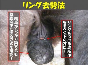 休題　―去勢あれこれ（3）―