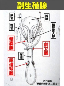 牛の解剖113：雄性生殖器（7）