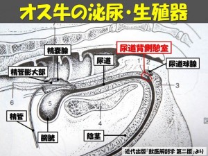 牛の解剖115：雄性生殖器（8）_01