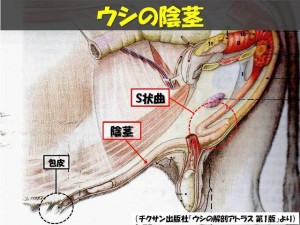 牛の解剖116：雄性生殖器（9）