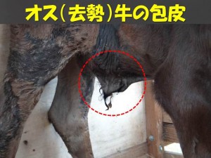 牛の解剖117：雄性生殖器（10）