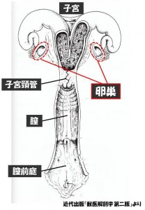 牛の解剖119：雌性生殖器（2）