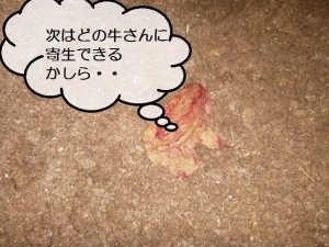 第４話：寄生虫の話②