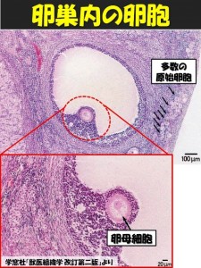 牛の解剖121：雌性生殖器（4）