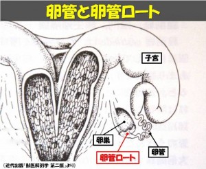 牛の解剖122：雌性生殖器(5)