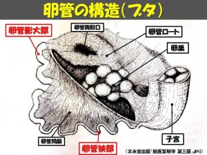 牛の解剖123：雌性生殖器（6）