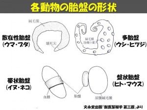 牛の解剖127：雌性生殖器（10）