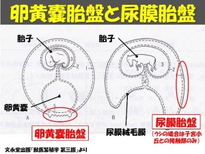 牛の解剖128：雌性生殖器（11）