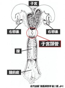 牛の解剖129：雌性生殖器（12）