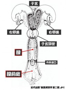 牛の解剖130：雌性生殖器（13）