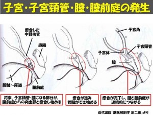 牛の解剖131：雌性生殖器（14）