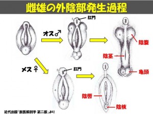 牛の解剖132：雌性生殖器（15）