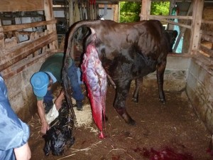牛の解剖135：雌性生殖器の病気（2）―子宮脱（1）―
