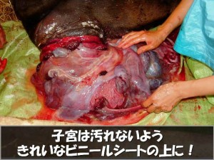 牛の解剖136：雌性生殖器の病気（2）―子宮脱（2）―